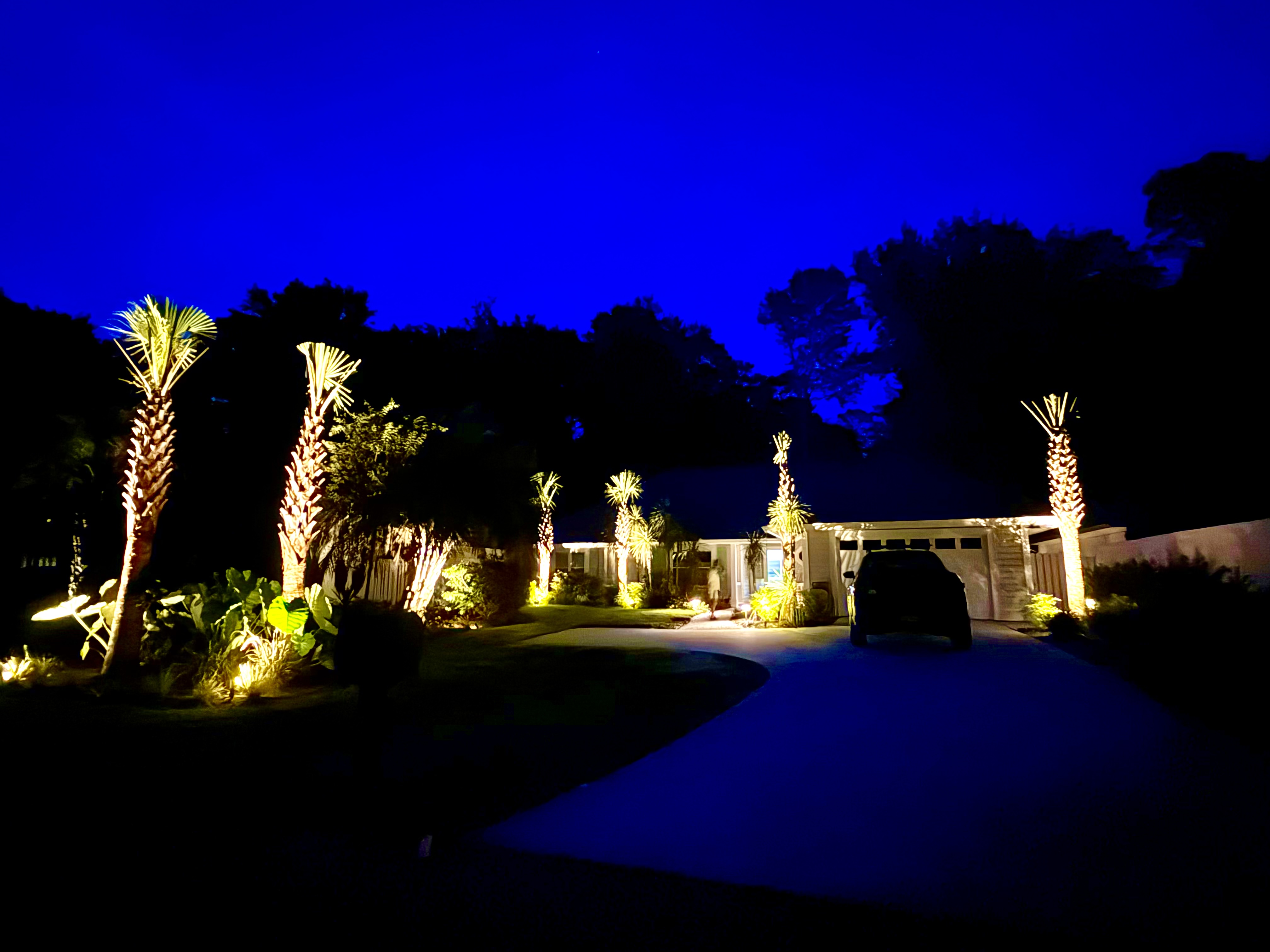 Front Yard Palm Uplighting — Residential