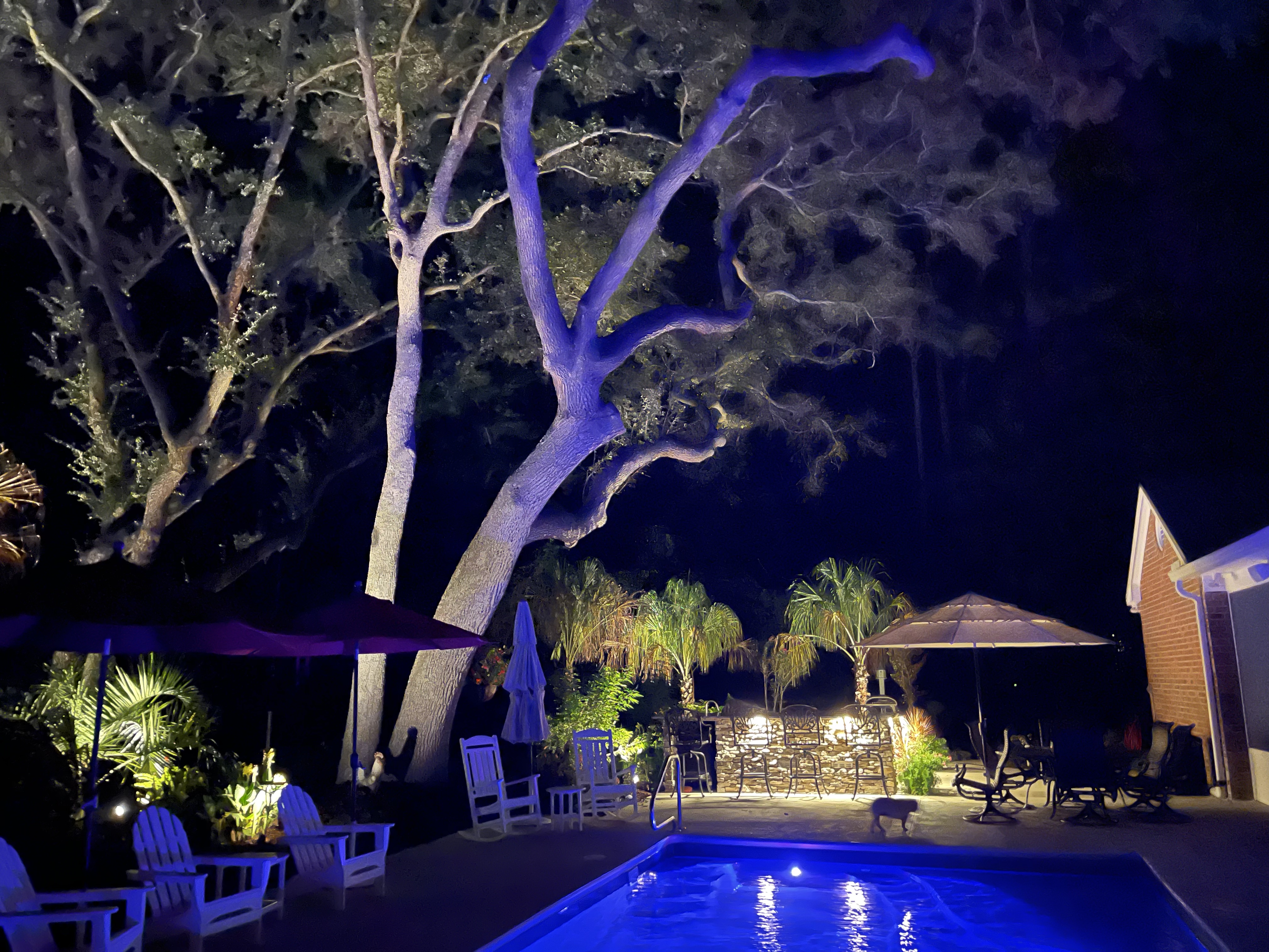 Live Oak & Palm Uplighting — Bluffton